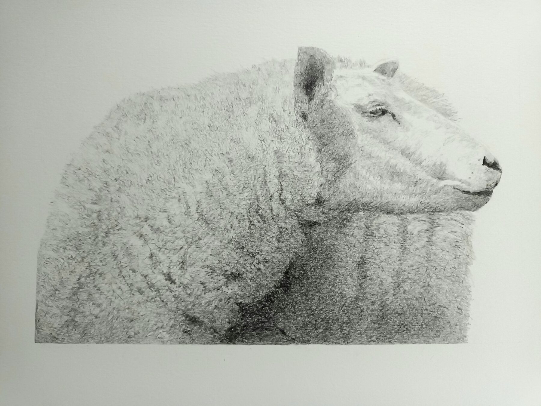 Schaap op de dijk bij Lauwersoog
